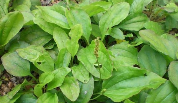 车前草|农村野生“尿床草”，过去“救命”现在治病，老人喜欢用来泡茶