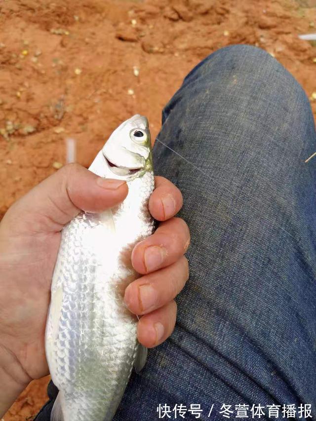 倒刺|白条哭晕在油锅,批量钓法分享,也可只钓大的