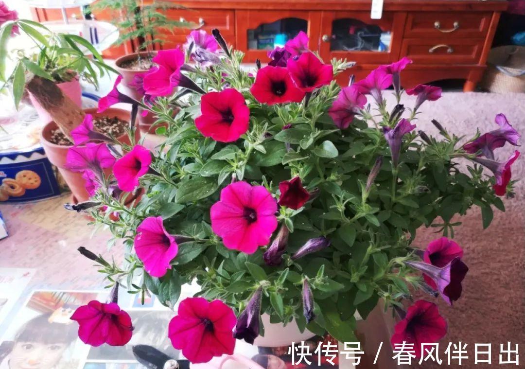 施肥|8种花赶紧剃头，剃得越狠，开花越多