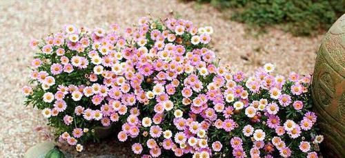 6种能开成花球的盆栽,漂亮大方,放在阳台上10盆都不嫌多!