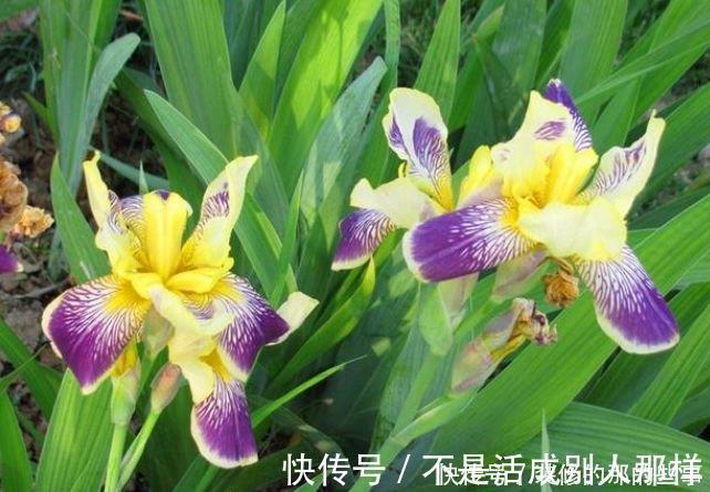 玫瑰海棠|4种花是花中劳模,一年四季开花不断,枝头花苞满
