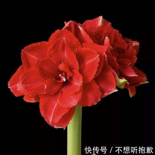 天气冷了,这3种花不要着急搬到室内,越冷长得越好!