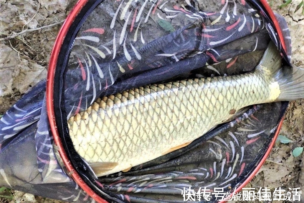 线组|钓到大鱼不切子线,却切主线是何道理?子线缠绕打结怎样解决