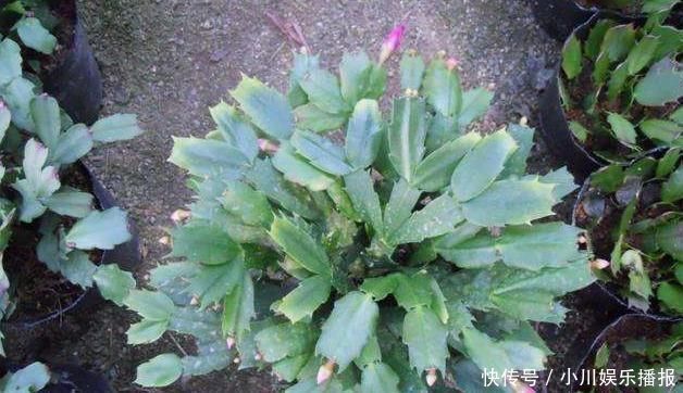 蟹爪兰发出这个“信号”，一定不要忽视，是在提醒你