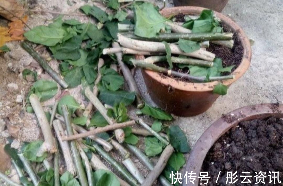 切口处|扦插花卉,总是不生根,大多是3个方面没做好