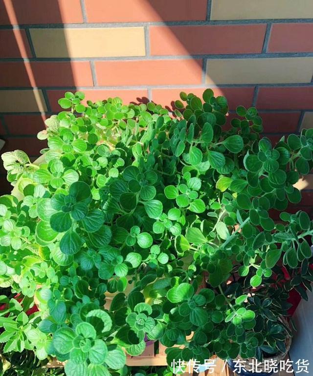 人养花,花亦养人,能促进“睡眠”的9种花,卧室再小也要养