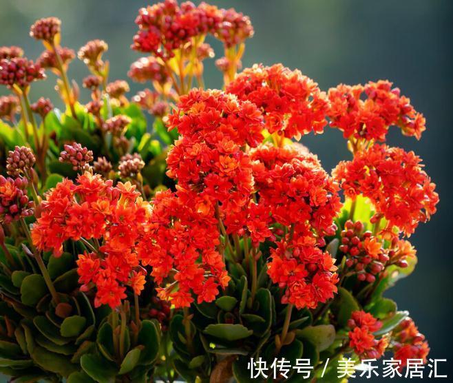 长寿花有“4喜”，顺着喜好养，花开一大盆，真漂亮