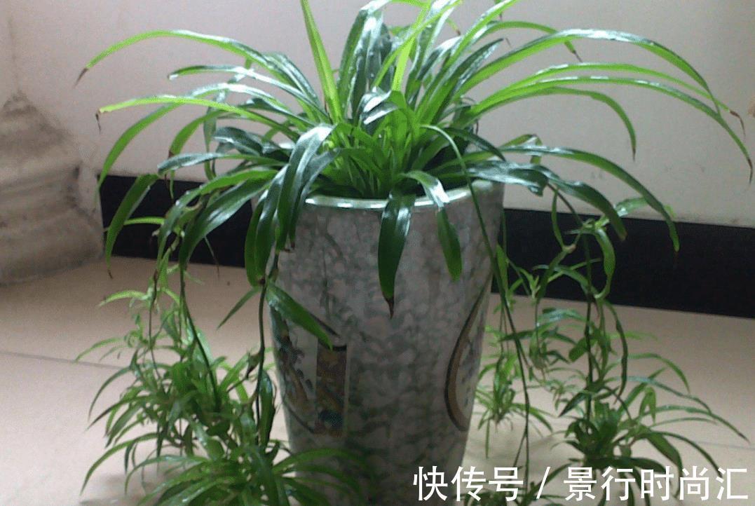 客厅两个地方千万别“养花”,养了也尽快搬走,别不当回事!