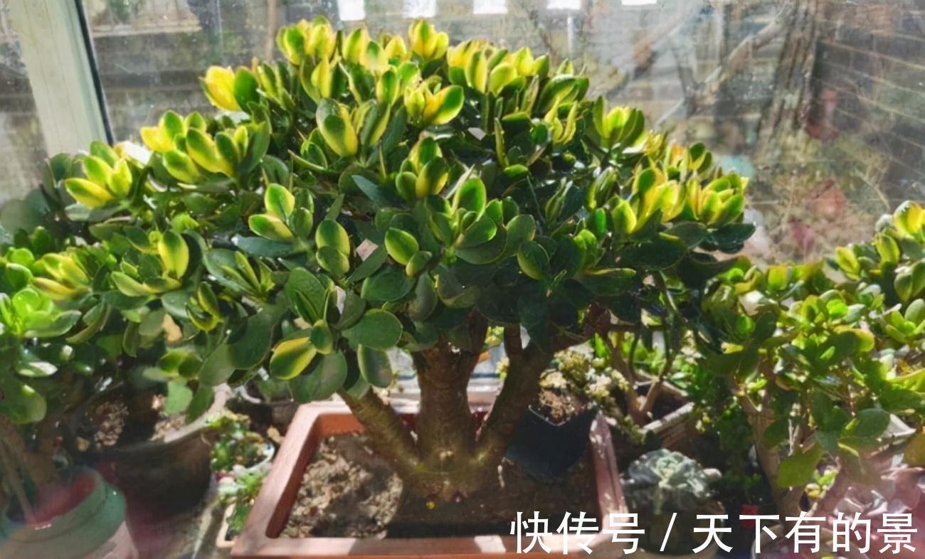 复合肥|“穷养”5种花,用小花盆栽种,多晒少管更利于生长,又美又值钱