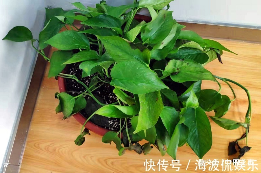 9种花,12月要“控水、断肥”,不注意烂根黄叶,活不到开春