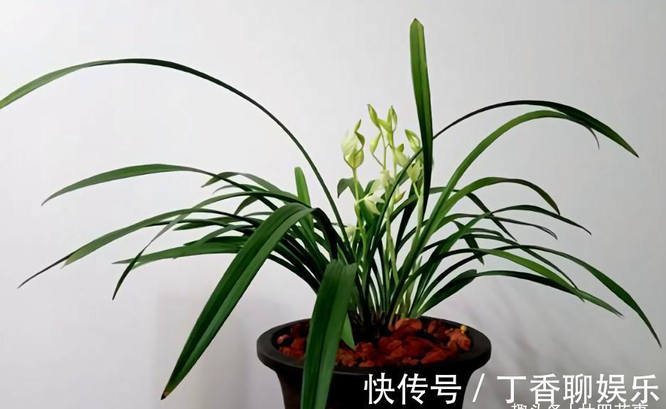 花苞|秋天养兰花，遇上“消苞”很郁闷，教你“护苞6招”，放心等花开