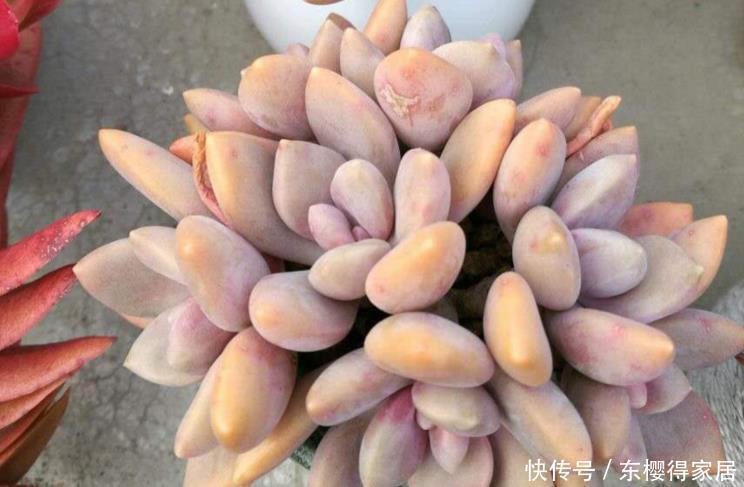 多肉中的“战斗鸡”,寒冬腊月也疯长,一年长成小老桩