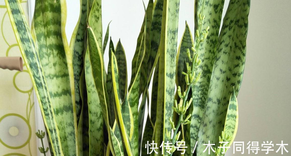 怎么才能让虎皮兰快速爆盆