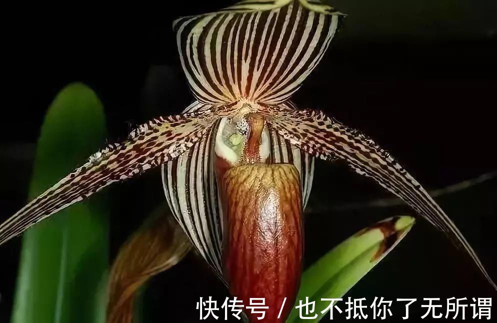 龟甲牡丹|世界上最名贵的花,一盆就是一座房子!