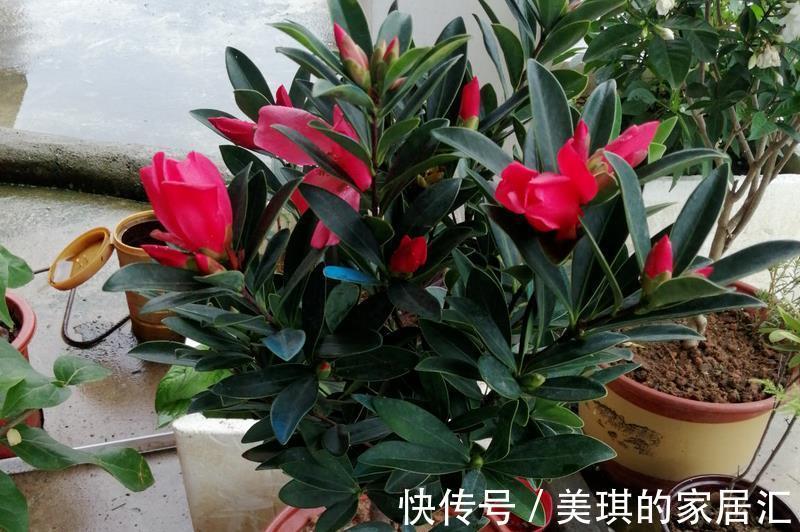 高温|夏季高温,养盆四季杜鹃茶,满足3要点,花期持续一整年