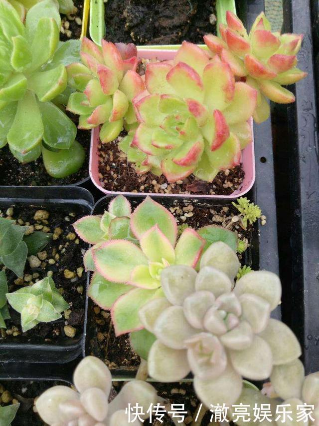 浇水|多肉不能随便养，挑这3个品种，三五年成老桩，价值涨了不少