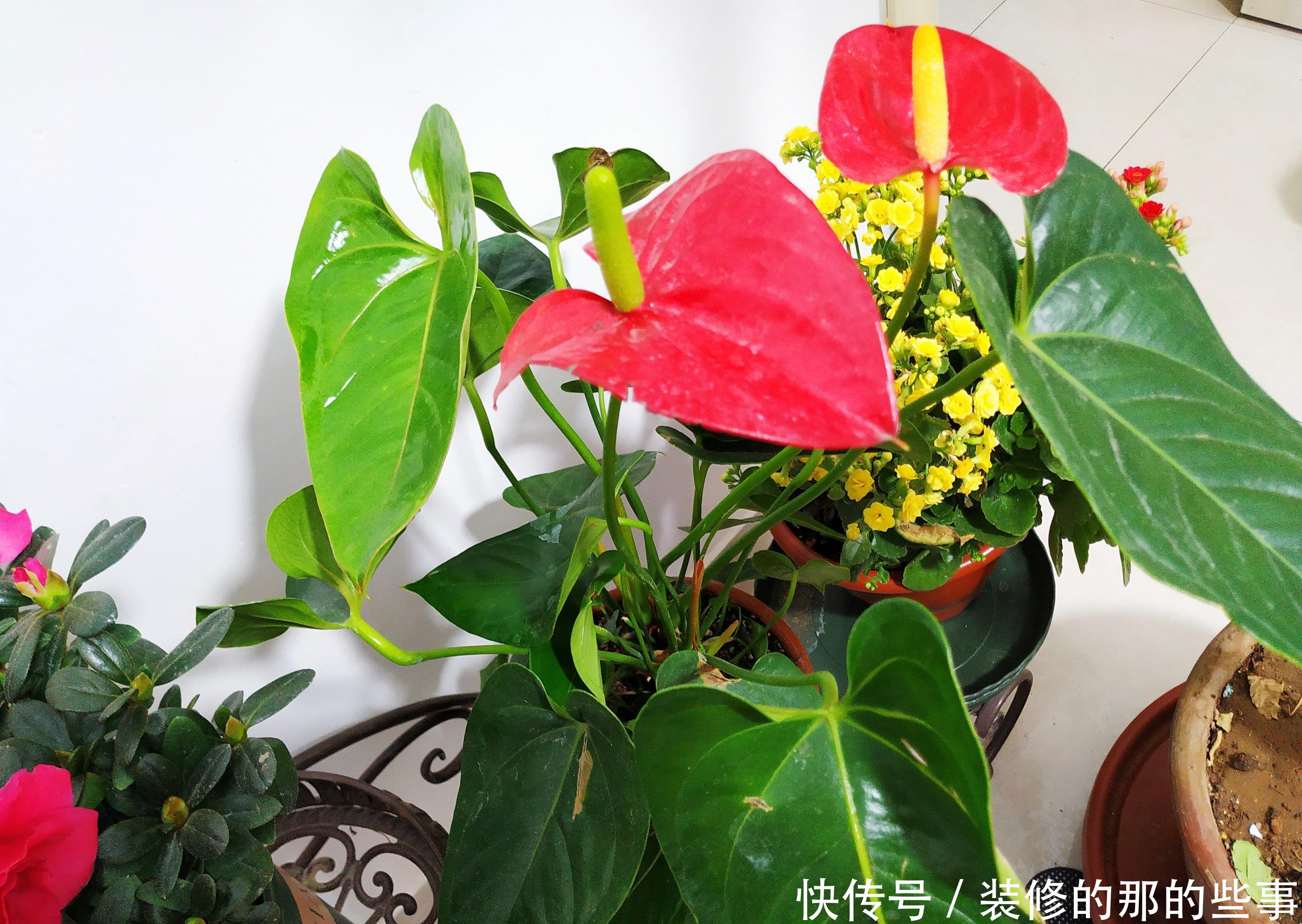 红掌这样养,一年四季开不停,花开巴掌大,叶子油亮像打蜡!