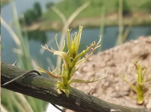  叶子|月季花发芽了却没叶子都怪土里这个物质太多