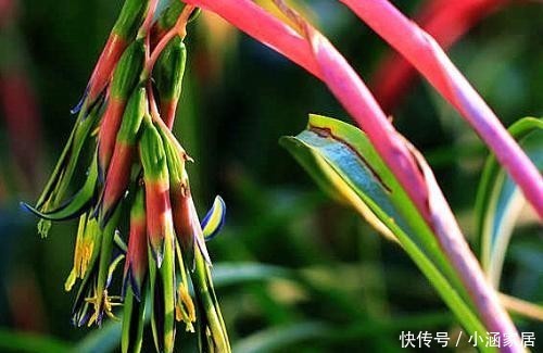 颜值|它是凤梨科中最好看的花,颜值高花量丰富,名叫垂花水塔花