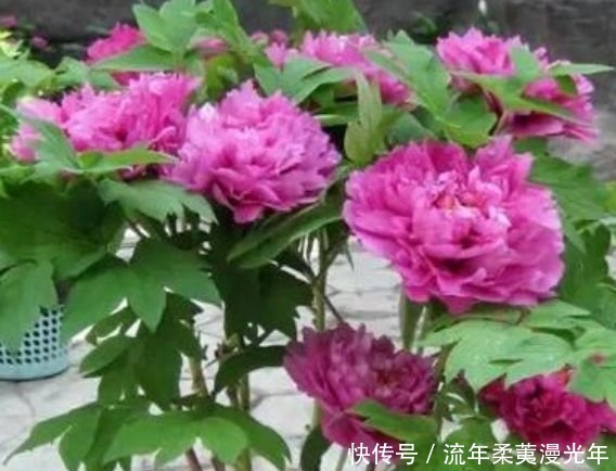 最受欢迎的“4种花”,开花漂亮又好养,四季繁花似锦,姿色艳丽