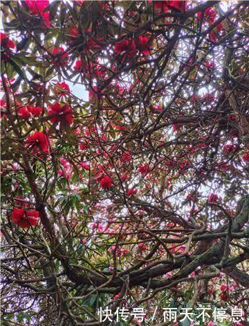 杜鹃花王景区：杜鹃花开映山红 醉美春色藏山中