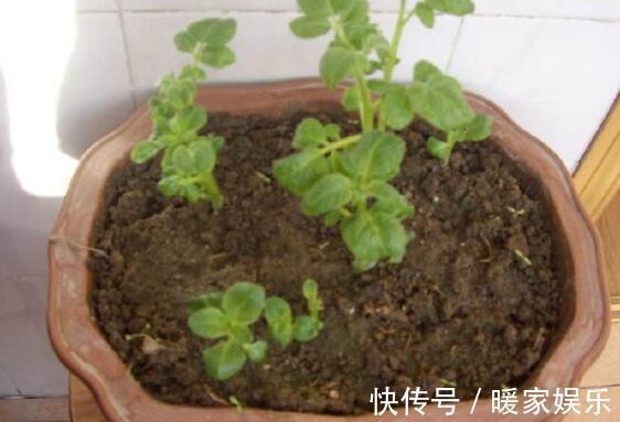 有机肥|厨房吃剩的“2种菜”,随手丢盆里,秋天收获一大盆,太惊喜了