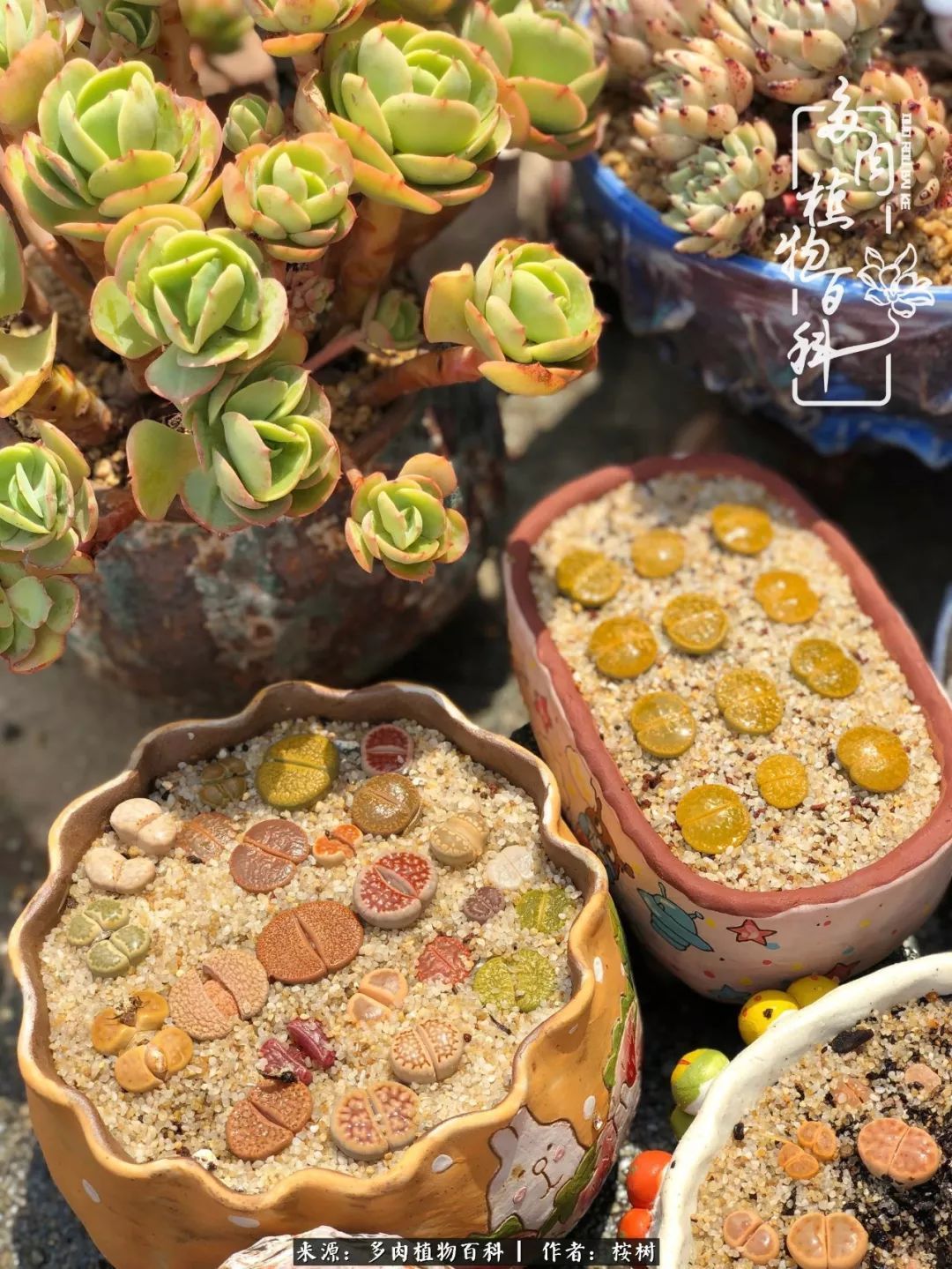 多肉度夏经验谈四季皆露养，兢兢业业养肉三年半！