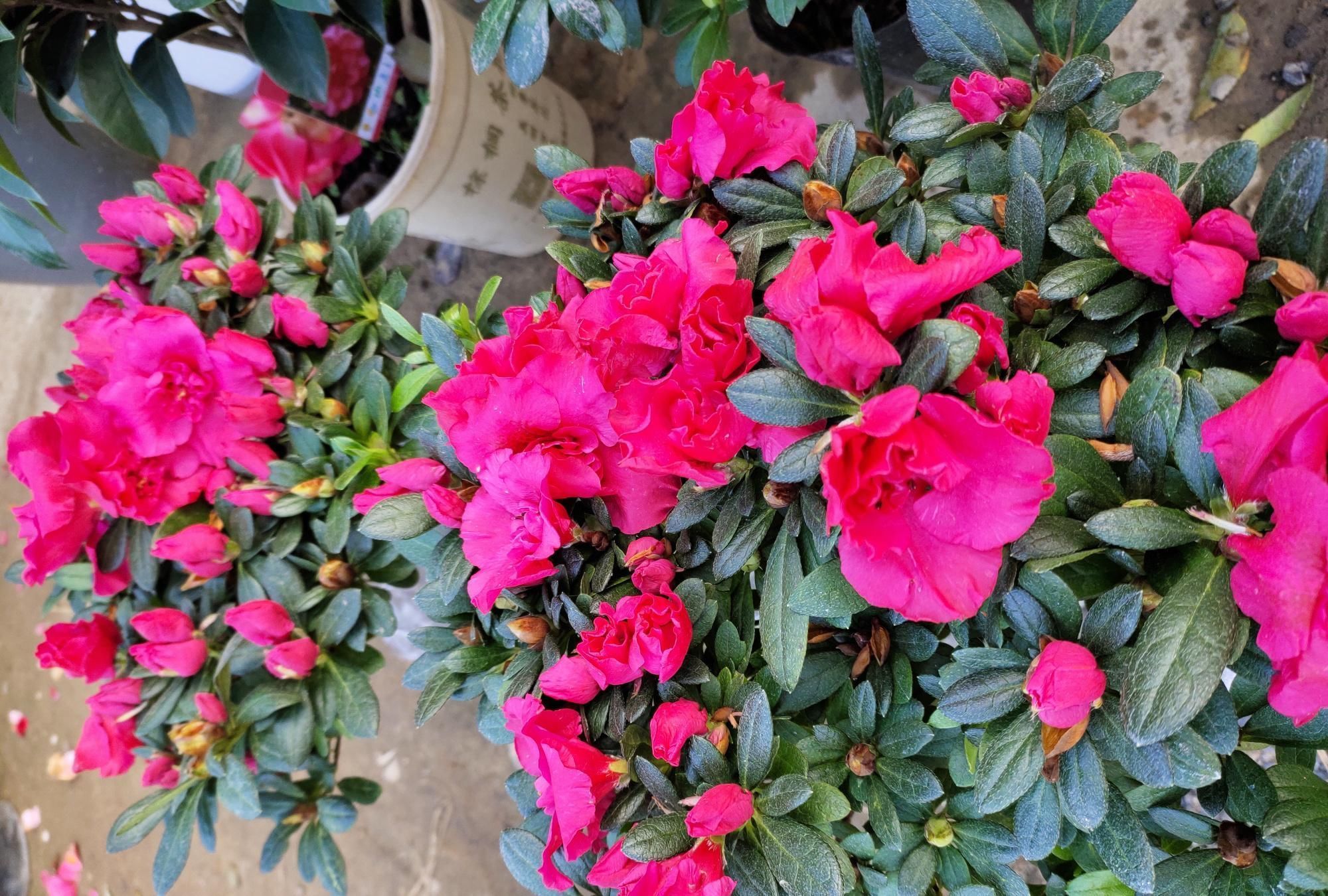 做好|刚买的杜鹃花,做好这几步,很容易养好,花期还特别长