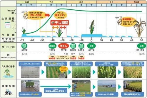 年糕|我去的是漫展还是农博会？去这个漫展能抱回三斤稻米和年糕？