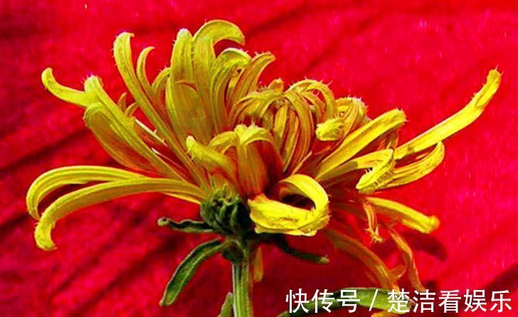 喜欢菊花,不如养盆“菊中精品”红毛球,似雪罩芙蓉,美艳十足!