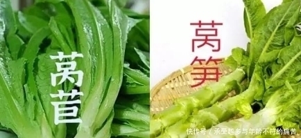 莴笋和莴苣有什么区别，很多人不知道，看完以后就懂了