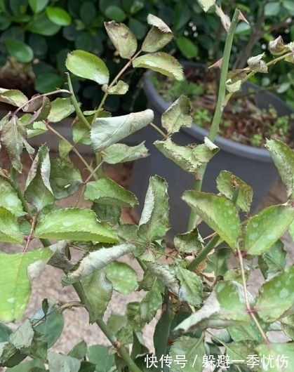 月季药害了怎么办,做好4点防药害,及时干预促生长