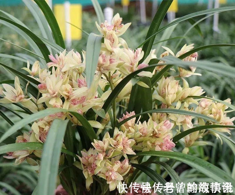 天价|曾经天价的8种兰花,如今跌落神坛,普通人也买得起