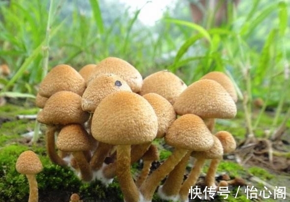 怎样鉴别蘑菇是否有毒?教你4种方法辨别毒蘑菇,安全食用鲜蘑菇