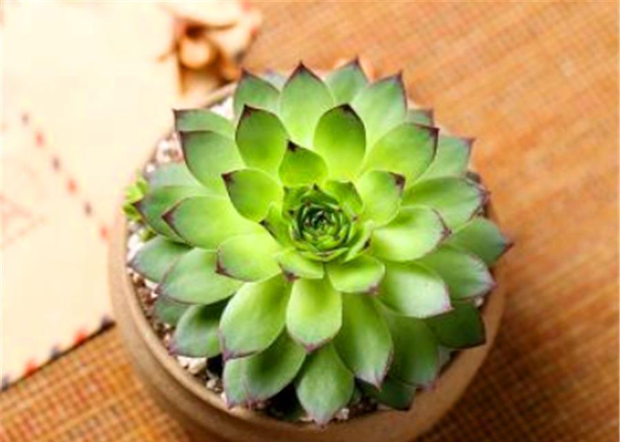 6种适合养在家里的普货之王,造型独特颜色绚丽,养成老桩颜值高