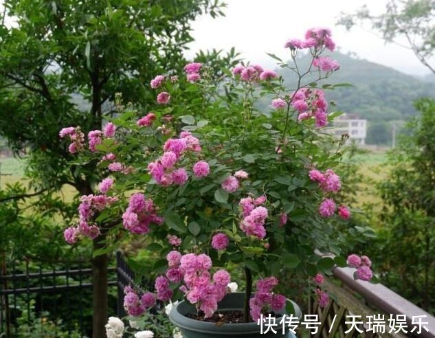 花量|李小姐养1盆“开花机器”，一年开花300多天，好养又漂亮，还特香