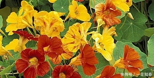 好养|此4种垂吊花,好看又好养,开花就像是瀑布