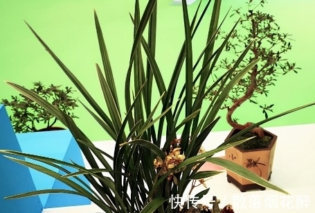 10大兰花品种,你见过几个