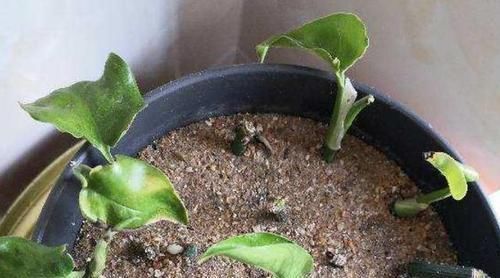 新手养花盆栽土里就掺杂它,土壤不结块,花草不闷根、烂根