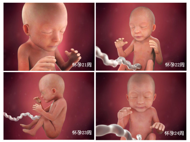 受精卵|胎儿40周“变身记”从0.5厘米受精卵到50厘米宝宝,过程很神奇