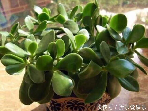 汁液|有毒植物就在我们身边,有的甚至家家户户都有,3种我家样样有