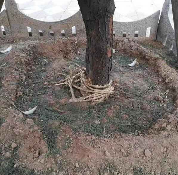还在烦恼盆栽黄叶烂根痛苦找不到原因用上它们越养越上瘾