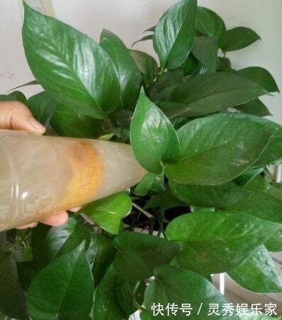 植物|养花浇水“学问大”,老花匠教你什么水、什么时间适宜浇花!