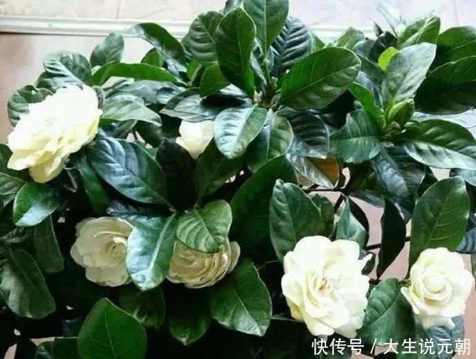 龙沙|客厅养上“3种花”,一年四季“开花不断”,开花一茬又一茬