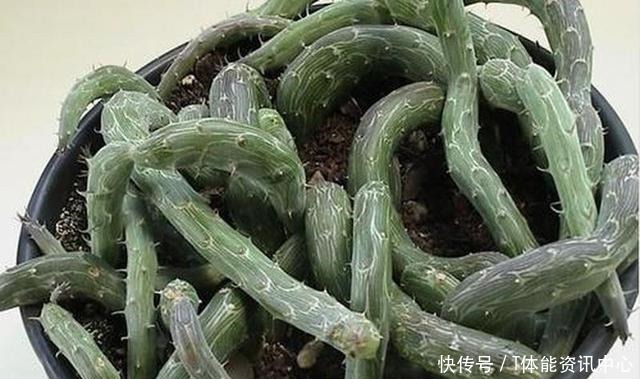 不按套路生长的多肉,最后一个竟撞脸弹簧_星图看多肉!