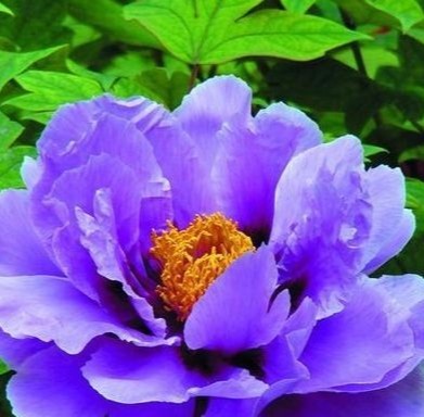 家养牡丹花有学问，学会这三个诀窍，轻轻松松花开成一片花海