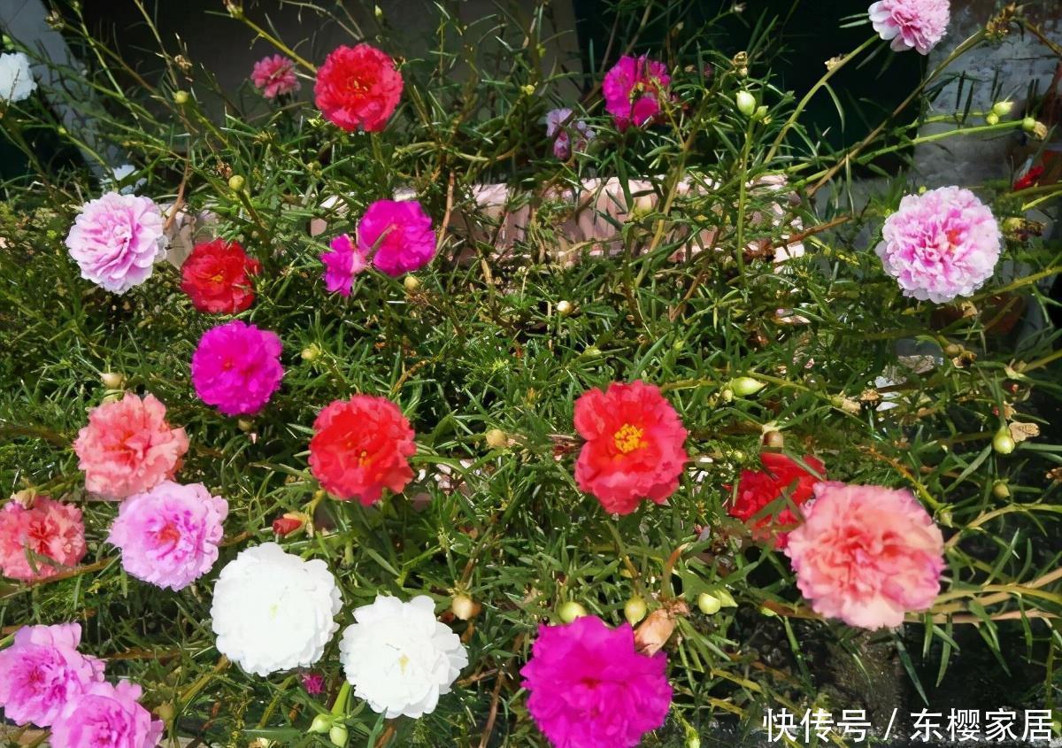 松叶牡丹|一种“泼辣花”,给点太阳就开花,一团杂草,开满“牡丹芍药”