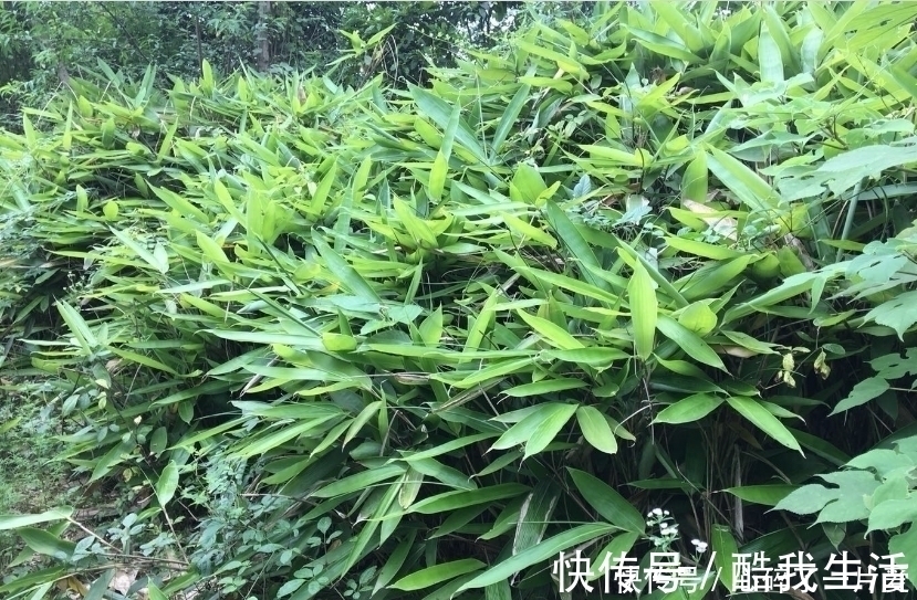 吃了这么多年的粽子,你知道粽叶是什么叶子吗?粽叶树长什么样?