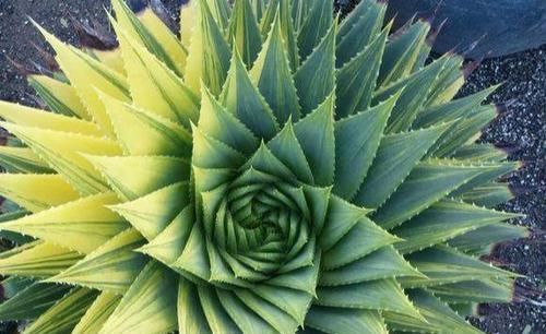 高山雪莲|一盆芦荟1万多,一棵能长50年,越老越值钱,你见过芦荟女王吗