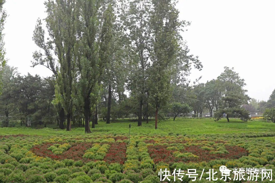 40余万株秋花绽放！海淀这里花坛、花境、花艺、花海，惊艳绚丽